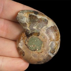 AMONIT - 52 mm - KREDA DOLNA - 110 mln lat - MADAGASKAR