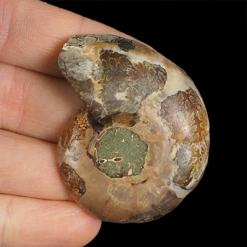 AMONIT - 52 mm - KREDA DOLNA - 110 mln lat - MADAGASKAR