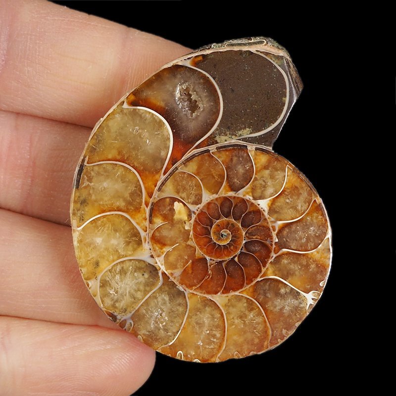 AMONIT - 52 mm - KREDA DOLNA - 110 mln lat - MADAGASKAR