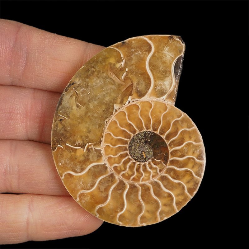 AMONIT - 61 mm - KREDA DOLNA - 110 mln lat - MADAGASKAR