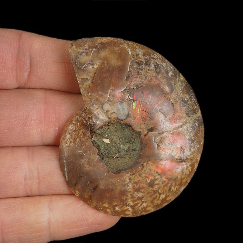 AMONIT - 61 mm - KREDA DOLNA - 110 mln lat - MADAGASKAR