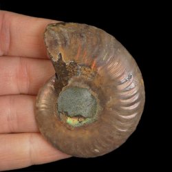AMONIT - 62 mm - KREDA DOLNA - 110 mln lat - MADAGASKAR