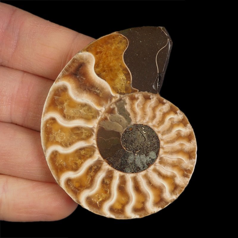 AMONIT - 62 mm - KREDA DOLNA - 110 mln lat - MADAGASKAR