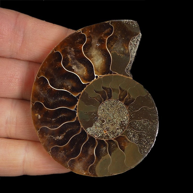 AMONIT - 68 mm - KREDA DOLNA - 110 mln lat - MADAGASKAR