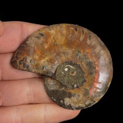 AMONIT - 68 mm - KREDA DOLNA - 110 mln lat - MADAGASKAR