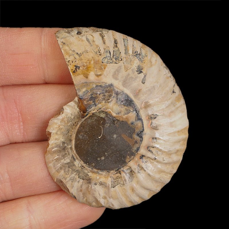 AMONIT - 58 mm - KREDA DOLNA - 110 mln lat - MADAGASKAR