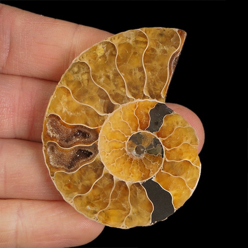 AMONIT - 58 mm - KREDA DOLNA - 110 mln lat - MADAGASKAR
