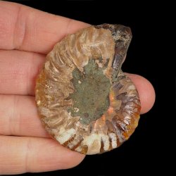 AMONIT - 51 mm - KREDA DOLNA - 110 mln lat - MADAGASKAR