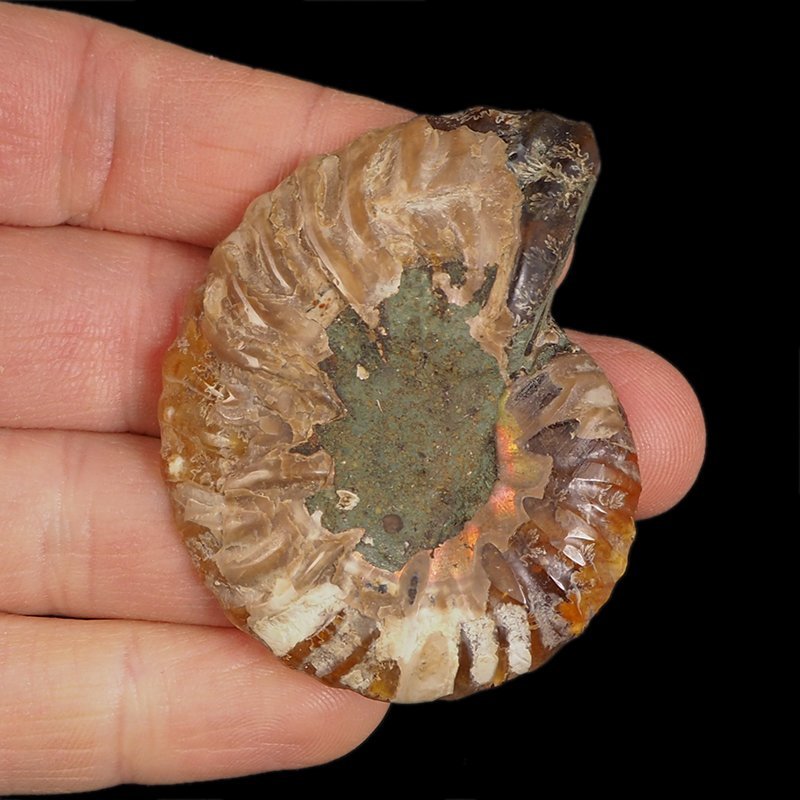 AMONIT - 51 mm - KREDA DOLNA - 110 mln lat - MADAGASKAR