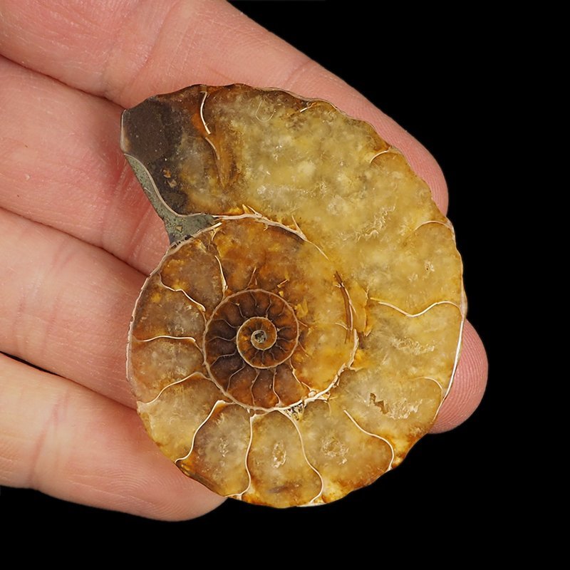 AMONIT - 51 mm - KREDA DOLNA - 110 mln lat - MADAGASKAR