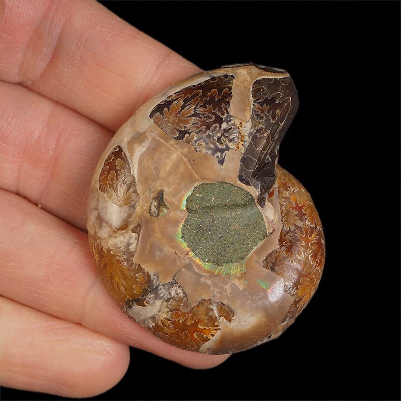 AMONIT - 47 mm - KREDA DOLNA - 110 mln lat - MADAGASKAR