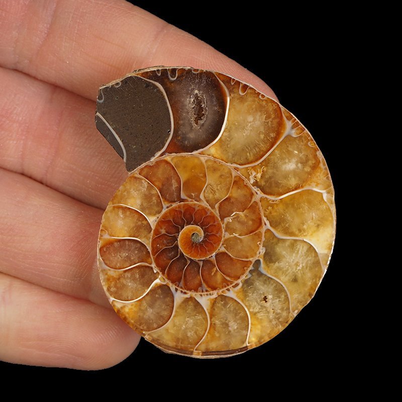 AMONIT - 47 mm - KREDA DOLNA - 110 mln lat - MADAGASKAR
