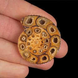 AMONIT - 39 mm - KREDA DOLNA - 110 mln lat - MADAGASKAR