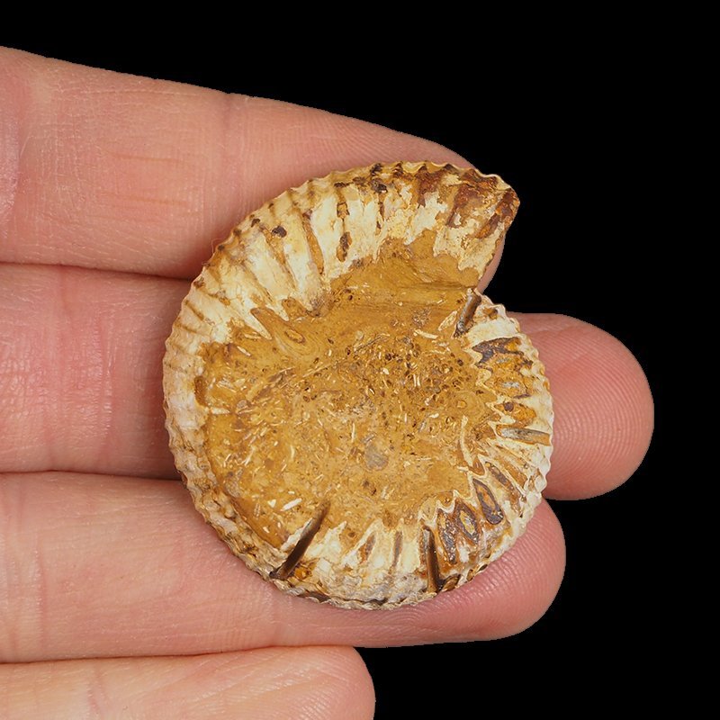 AMONIT - 39 mm - KREDA DOLNA - 110 mln lat - MADAGASKAR