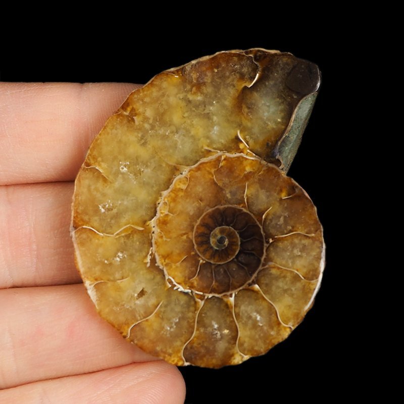 AMONIT - 53 mm - KREDA DOLNA - 110 mln lat - MADAGASKAR
