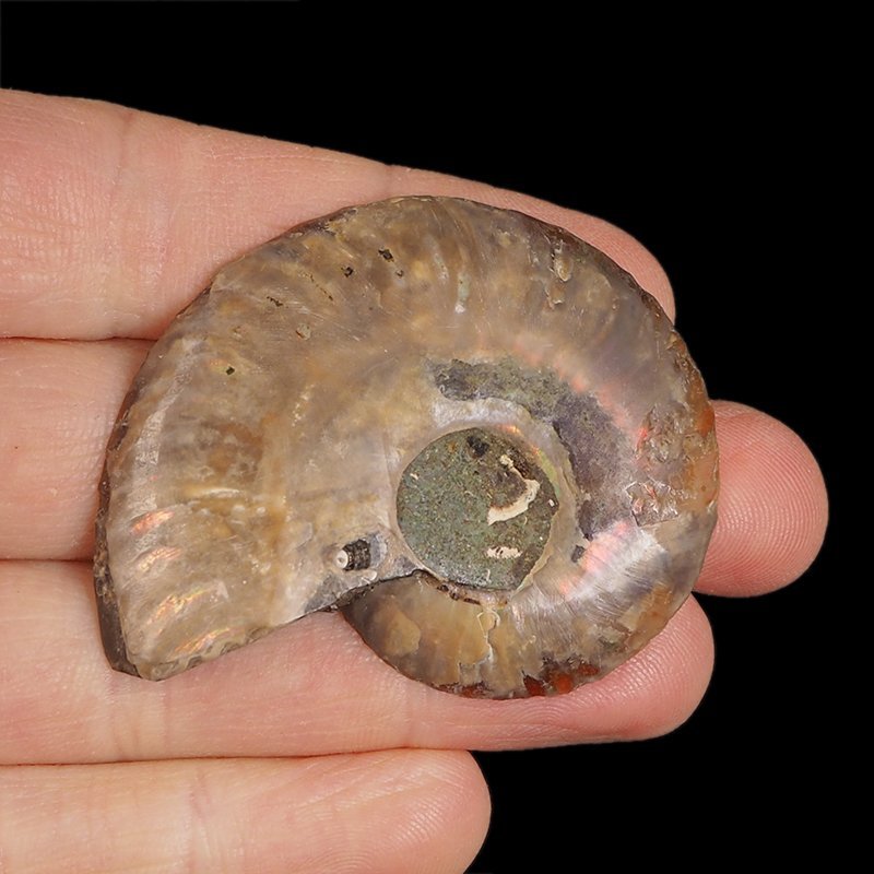 AMONIT - 53 mm - KREDA DOLNA - 110 mln lat - MADAGASKAR