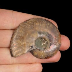 AMONIT - 55 mm - KREDA DOLNA - 110 mln lat - MADAGASKAR