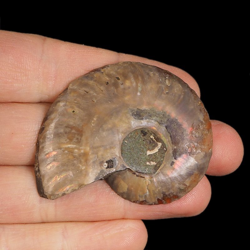 AMONIT - 55 mm - KREDA DOLNA - 110 mln lat - MADAGASKAR