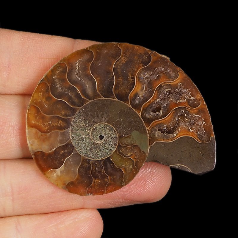 AMONIT - 55 mm - KREDA DOLNA - 110 mln lat - MADAGASKAR