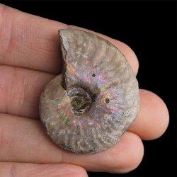 AMONIT Z OPALIZUJĄCĄ SKORUPĄ - 41 mm - 110 MLN LAT - MADAGASKAR