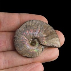 AMONIT Z OPALIZUJĄCĄ SKORUPĄ - 41 mm - 110 MLN LAT - MADAGASKAR