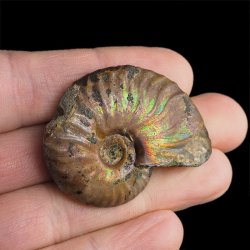 AMONIT Z OPALIZUJĄCĄ SKORUPĄ - 44 mm - 110 MLN LAT - MADAGASKAR