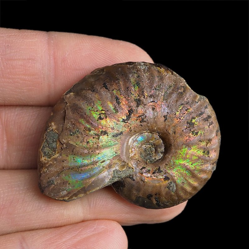 AMONIT Z OPALIZUJĄCĄ SKORUPĄ - 44 mm - 110 MLN LAT - MADAGASKAR