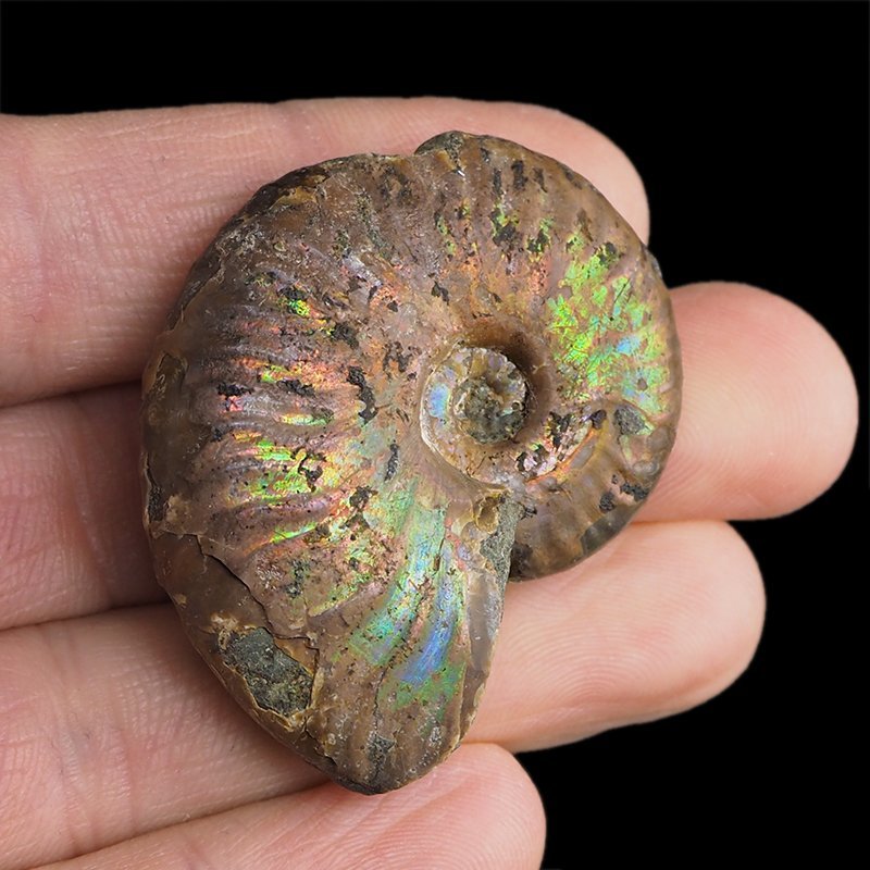 AMONIT Z OPALIZUJĄCĄ SKORUPĄ - 44 mm - 110 MLN LAT - MADAGASKAR