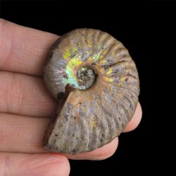 AMONIT Z OPALIZUJĄCĄ SKORUPĄ - 51 mm - 110 MLN LAT - MADAGASKAR