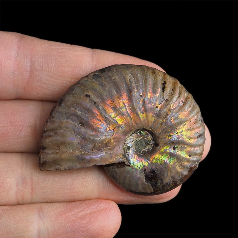 AMONIT Z OPALIZUJĄCĄ SKORUPĄ - 51 mm - 110 MLN LAT - MADAGASKAR