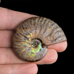 AMONIT Z OPALIZUJĄCĄ SKORUPĄ - 51 mm - 110 MLN LAT - MADAGASKAR