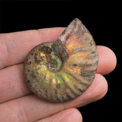 AMONIT Z OPALIZUJĄCĄ SKORUPĄ - 47 mm - 110 MLN LAT - MADAGASKAR