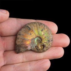 AMONIT Z OPALIZUJĄCĄ SKORUPĄ - 47 mm - 110 MLN LAT - MADAGASKAR