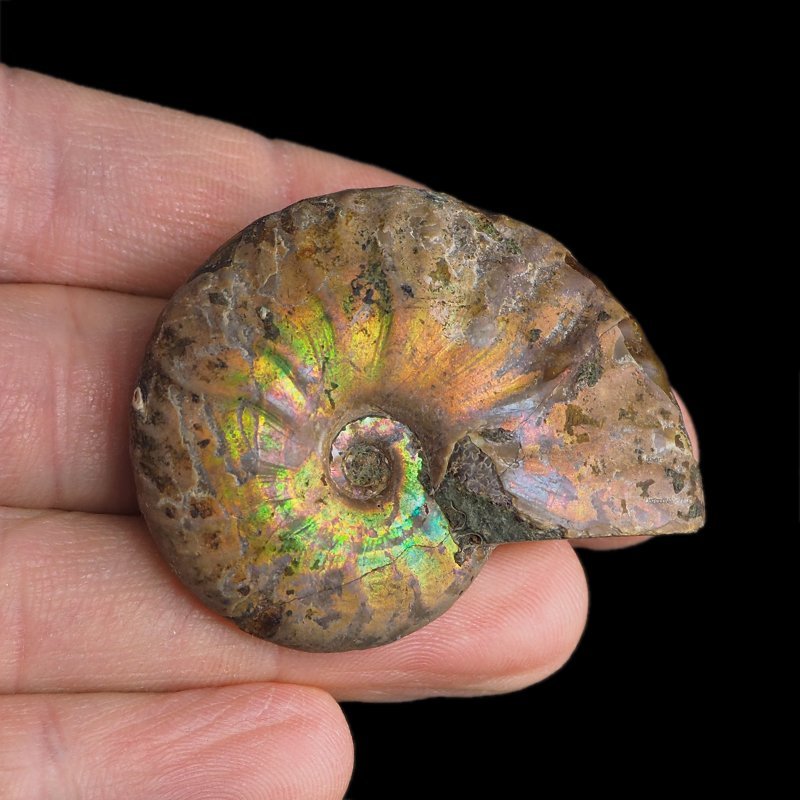 AMONIT Z OPALIZUJĄCĄ SKORUPĄ - 47 mm - 110 MLN LAT - MADAGASKAR