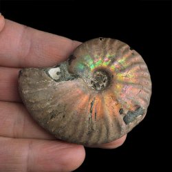 AMONIT Z OPALIZUJĄCĄ SKORUPĄ - 58 mm - 110 MLN LAT - MADAGASKAR