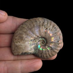 AMONIT Z OPALIZUJĄCĄ SKORUPĄ - 58 mm - 110 MLN LAT - MADAGASKAR