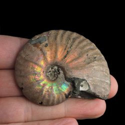 AMONIT Z OPALIZUJĄCĄ SKORUPĄ - 58 mm - 110 MLN LAT - MADAGASKAR