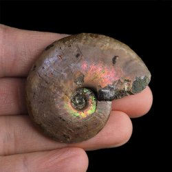 AMONIT Z OPALIZUJĄCĄ SKORUPĄ - 46 mm - 110 MLN LAT - MADAGASKAR