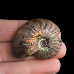 AMONIT Z OPALIZUJĄCĄ SKORUPĄ - 39 mm - 110 MLN LAT - MADAGASKAR