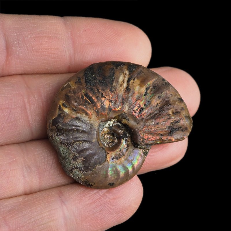 AMONIT Z OPALIZUJĄCĄ SKORUPĄ - 39 mm - 110 MLN LAT - MADAGASKAR