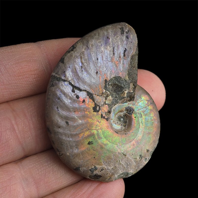 AMONIT Z OPALIZUJĄCĄ SKORUPĄ - 48 mm - 110 MLN LAT - MADAGASKAR