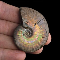 AMONIT Z OPALIZUJĄCĄ SKORUPĄ - 48 mm - 110 MLN LAT - MADAGASKAR