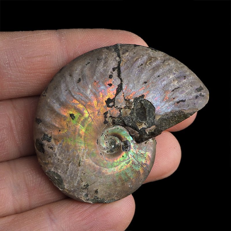 AMONIT Z OPALIZUJĄCĄ SKORUPĄ - 48 mm - 110 MLN LAT - MADAGASKAR