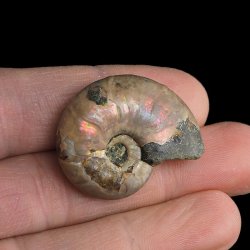 AMONIT Z OPALIZUJĄCĄ SKORUPĄ - 31 mm - 110 MLN LAT - MADAGASKAR