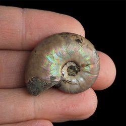 AMONIT Z OPALIZUJĄCĄ SKORUPĄ - 31 mm - 110 MLN LAT - MADAGASKAR