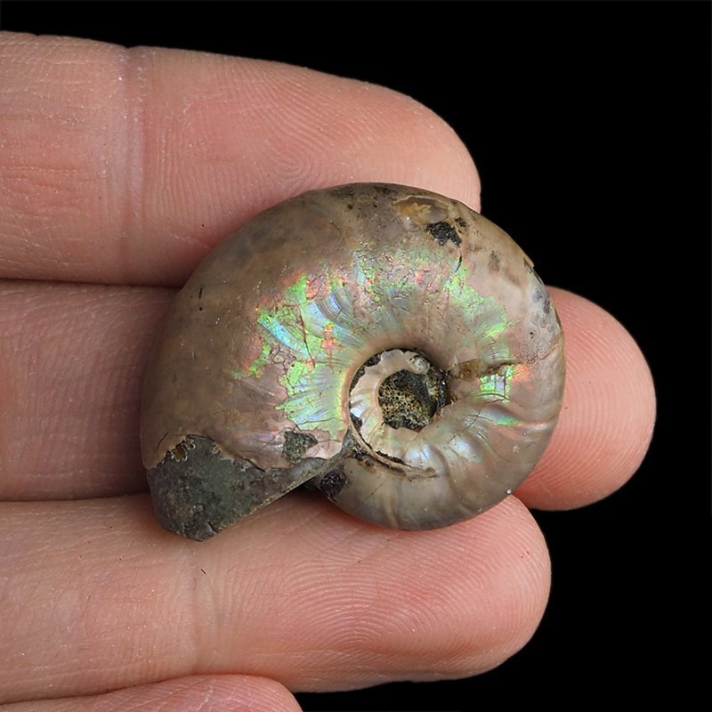 AMONIT Z OPALIZUJĄCĄ SKORUPĄ - 31 mm - 110 MLN LAT - MADAGASKAR