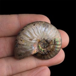 AMONIT Z OPALIZUJĄCĄ SKORUPĄ - 40 mm - 110 MLN LAT - MADAGASKAR