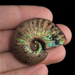 AMONIT Z OPALIZUJĄCĄ SKORUPĄ - 40 mm - 110 MLN LAT - MADAGASKAR