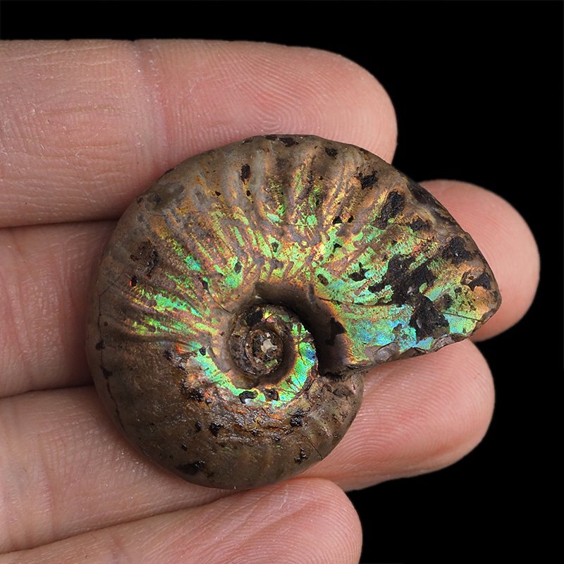 AMONIT Z OPALIZUJĄCĄ SKORUPĄ - 40 mm - 110 MLN LAT - MADAGASKAR