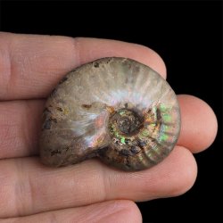 AMONIT Z OPALIZUJĄCĄ SKORUPĄ - 40 mm - 110 MLN LAT - MADAGASKAR
